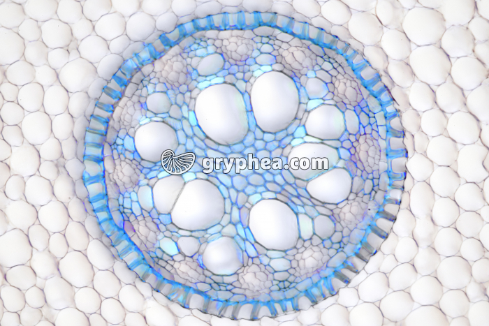 Racine d'Iris - cylindre central CT x40 - gryphea.com